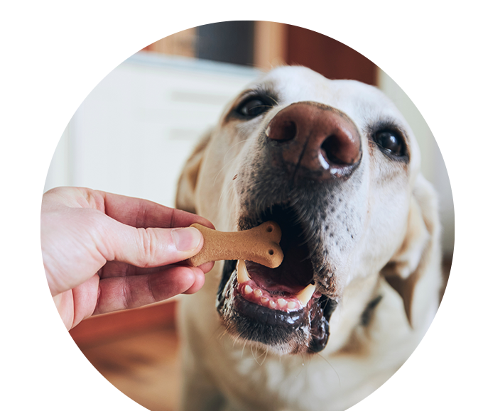 themenwelt bubble titel hund 680x579